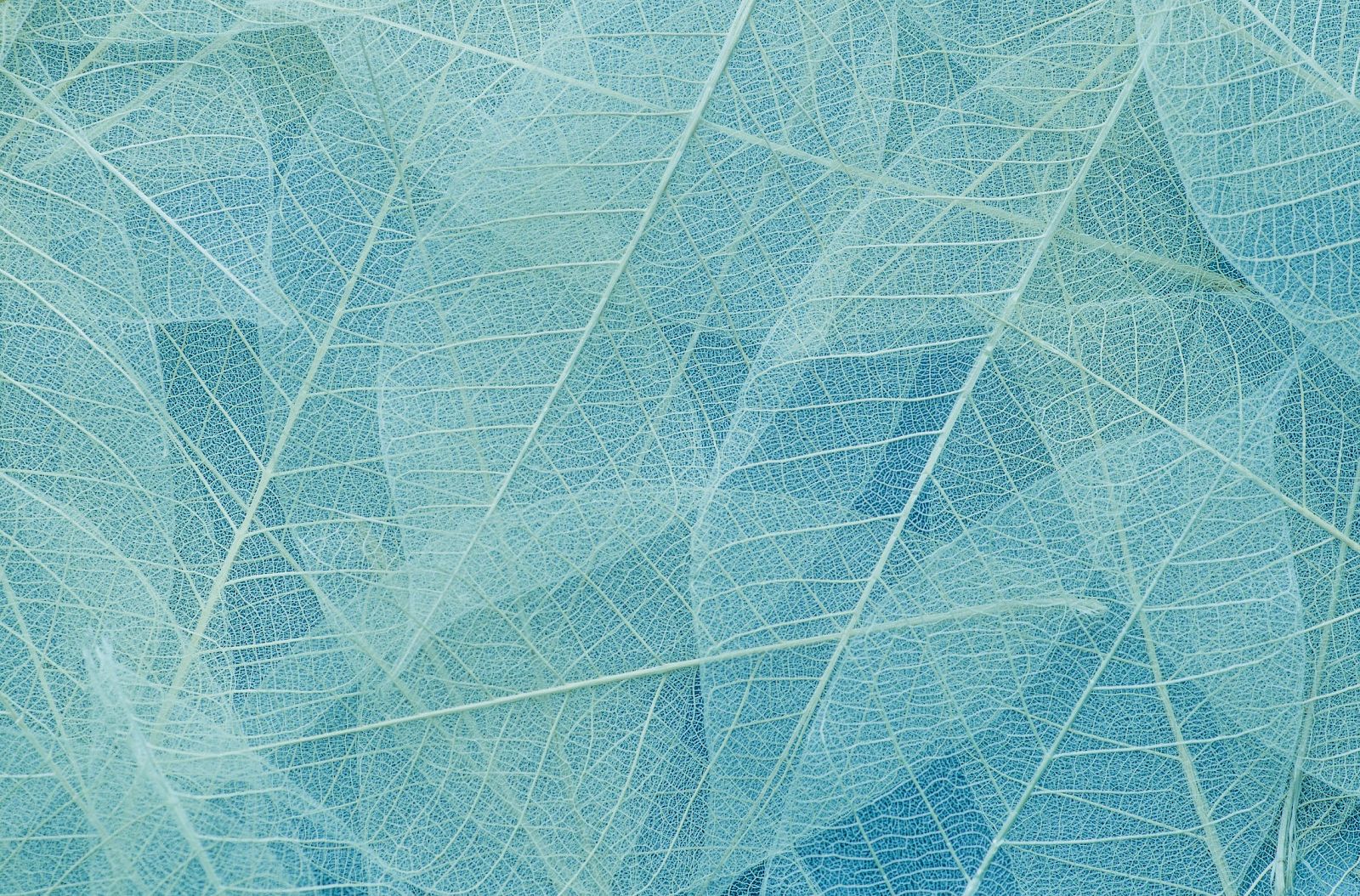 The image shows a close-up of translucent, overlapping leaves in shades of blue, highlighting their intricate vein patterns.
